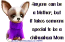 Chihuahua Mom