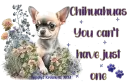 Chihuahuas can't have just one