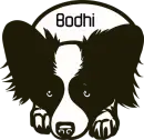 Dog lying down - Bodhi