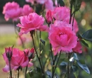 Pink Roses Background
