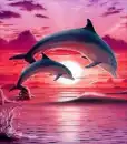 Dolphin Background