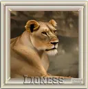 Lioness