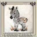Zebra