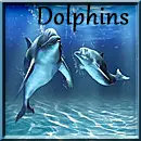 Dolphins Sticker