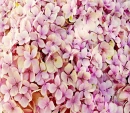 Tropical Flowers Background