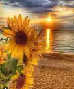 Sunflower By The Ocean