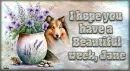Beautiful week - Jane