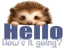 Peeking hedgehog - Hello