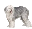 bobtail dog