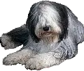 bobtail dog big