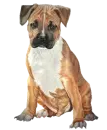 boxer dog