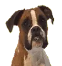 boxer close up