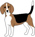 Beagle dog