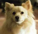pomerania spitz dog