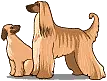 afgan dog