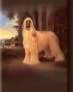 afgan dog