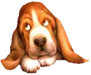 Basset hound 