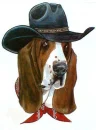 basset hound