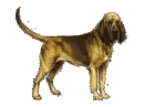bloodhound dog