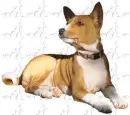 basenji dog