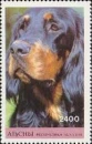 Gordon Setter dog