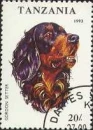 gordon setter dog 