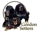 gordon setter dog