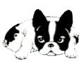 Boston terrier dog