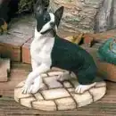 boston terrier dog
