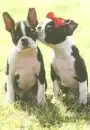 Boston terriers dogs
