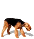 Airdale terrier dog