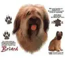 briard dog