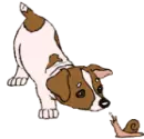 Jack russel terrier dog