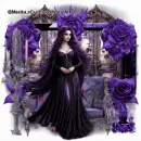Purple Dream Roses