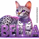 Bella my Cat