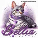 Bella my Cat