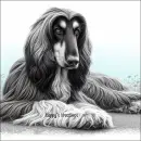 Afghan Hound