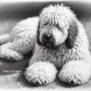 Komondor Dog