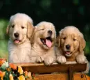 Golden Retriever Puppies Background