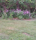 Purple Flowers