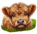 Highland calf sticker