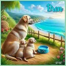 Bren Labradors 