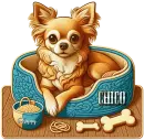 Cute Chihuahua - Chico