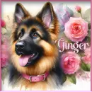 Beautiful photo of Shepherd - Ginger