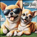 2 Chihuahuas - Miss you