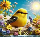 Jessi