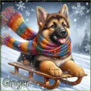German Shepherd sledding - Ginger