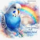 Budgie Blue
