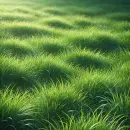 Relaxing lush green grass background