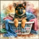 German Shepherd in a basket